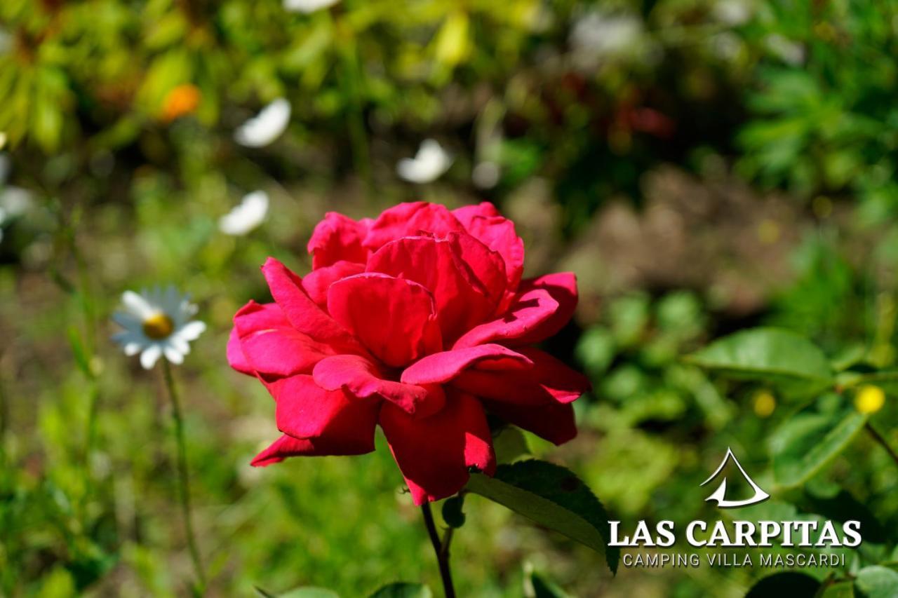 Las Carpitas Villa Mascardi Exteriér fotografie